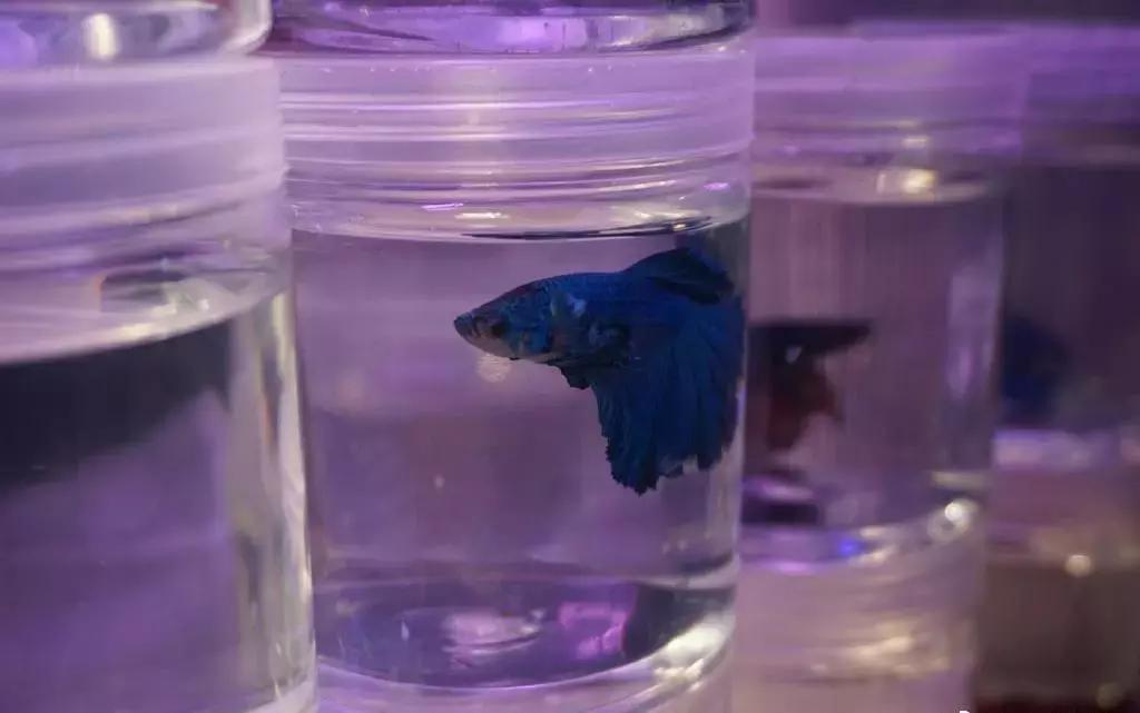 即将消失的花鸟鱼虫市场,天津消失的鱼虫市场