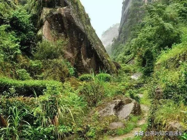 武夷岩茶里“坑、涧、窠、窝、洞、峰、岩”的奥妙