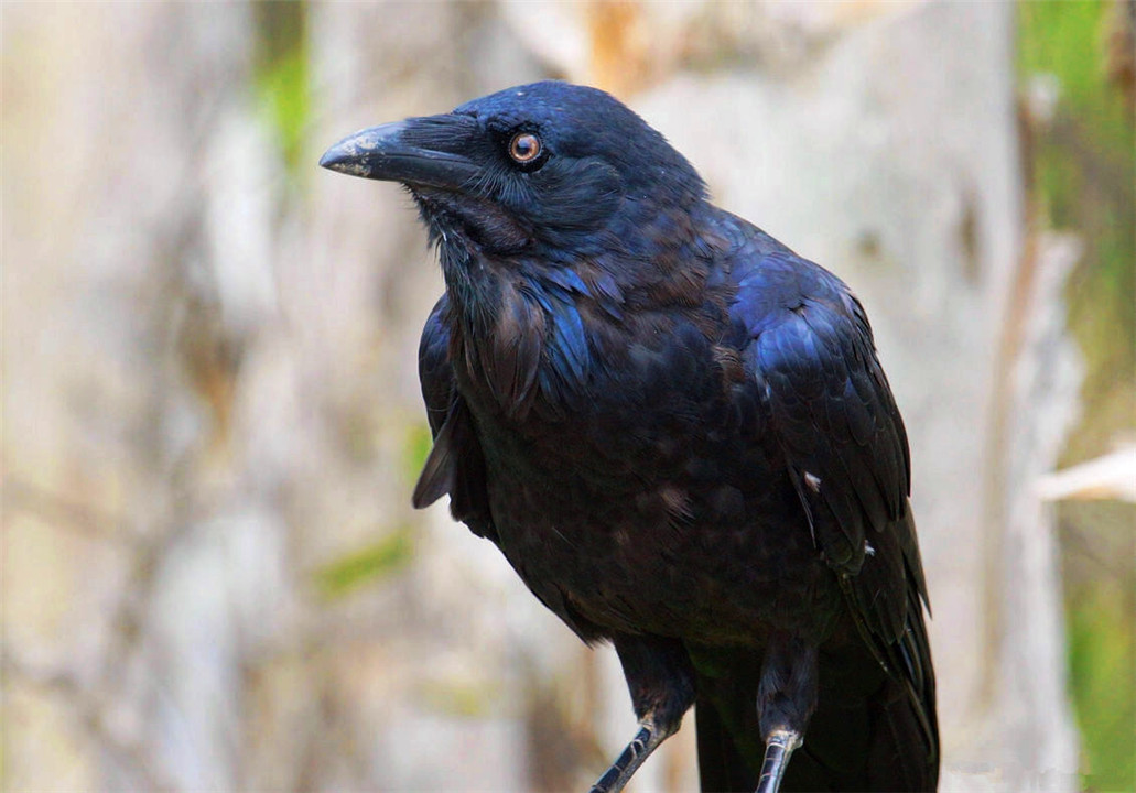 乌鸦为什么能预测凶兆,乌鸦真的是鸟类中智商最高的存在