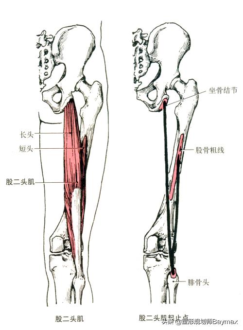 女人大腿松弛什么原因,大腿内侧肉松弛下垂怎么办