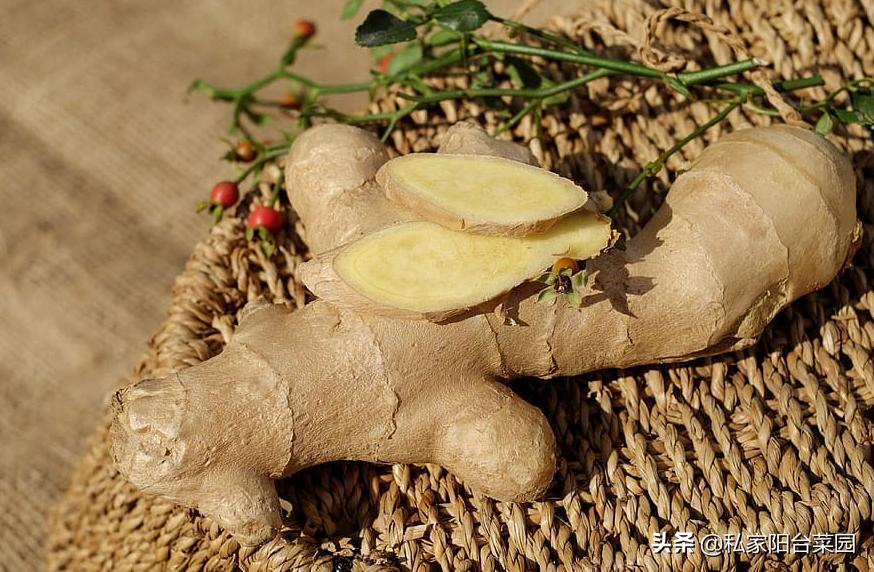 生姜怎样种植才能出姜率高,如何反季节种植生姜