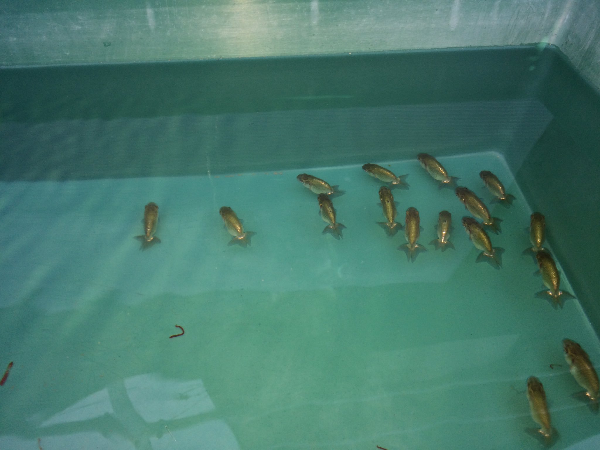 兰寿金鱼怎么养才能活得长久,兰寿金鱼当年好养还是两年好养