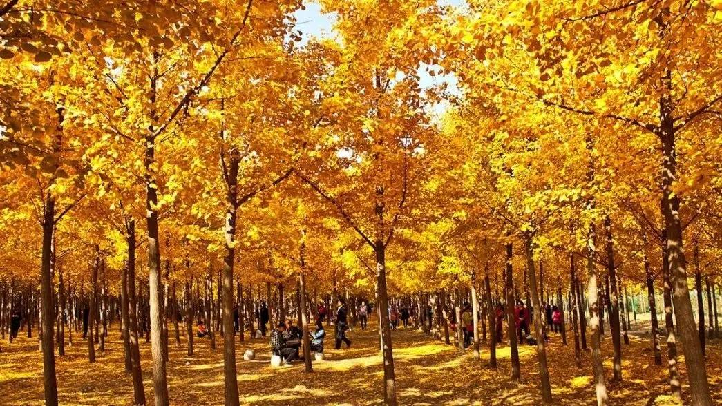 秦宫站到汉阳陵景区直通车,去汉阳陵免费直通车