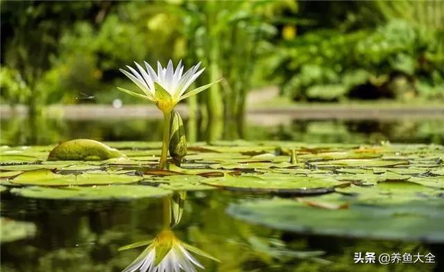 睡莲种植方法和技巧,睡莲种植方法及时间