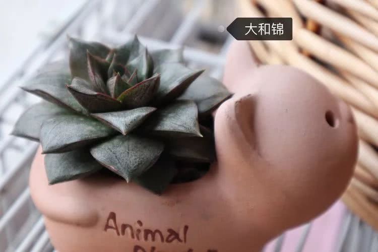 多肉名字怎么记,养多肉人的名字