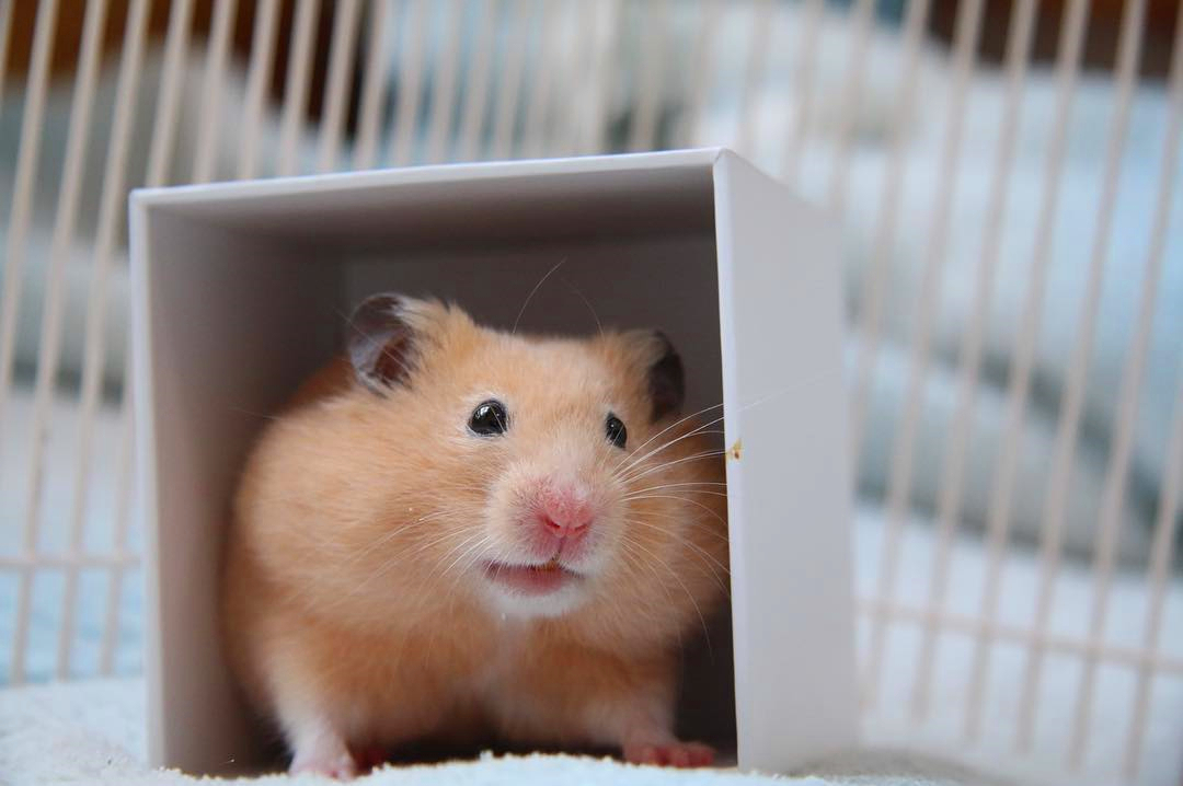 仓鼠银狐为什么不喜欢吃东西,银狐仓鼠喜欢吃什么零食