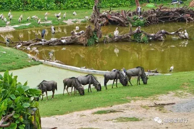 2天游玩广州长隆野生动物园攻略,广州长隆野生动物园步行游玩攻略