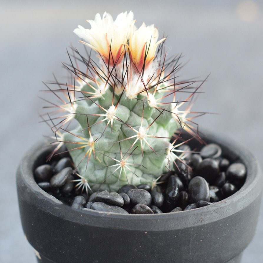 品种大全丨30个仙人球品种图鉴，每个都可爱肉萌到想要全部搬回家