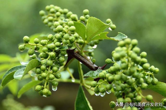 知乎有个小院，种点什么树好哪