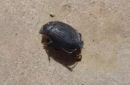 樱桃虫害防治绝招,樱桃虫害防治