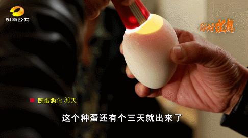 怎样养鹅年收入五万元,怎样养鹅年收入百万