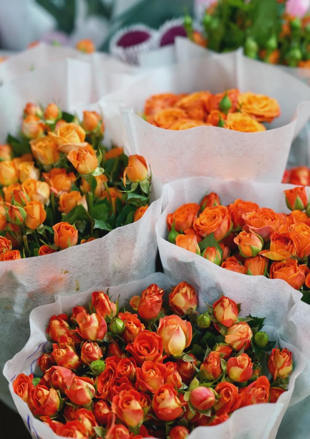 乌鲁木齐花市在哪里光明路附近,乌鲁木齐的花市在哪里