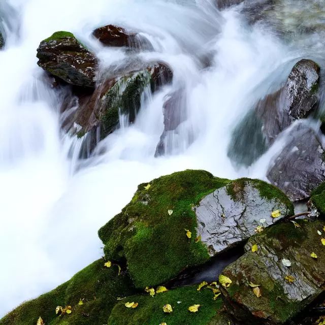 小林｜常恐秋风早，飘零君不知