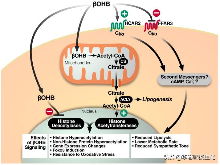 酮体代谢及酮体的多种生理功能,什么是酮体酮体有什么生理意义