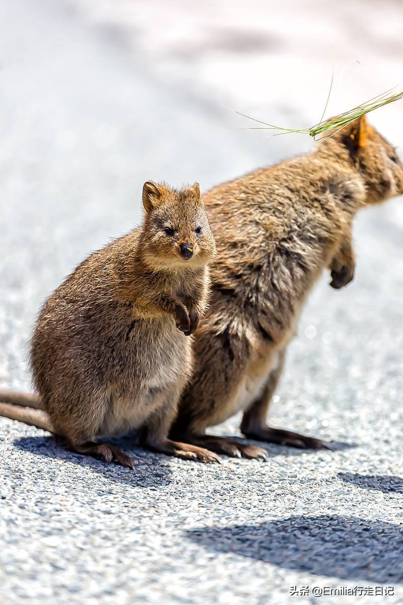世界活化石博物馆特有动物,澳大利亚国宝鸭嘴兽图片