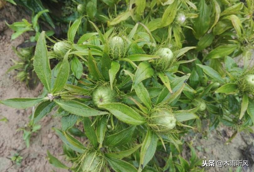 冬季适合种植什么中药材,适合夏季种植的五种中药材推荐