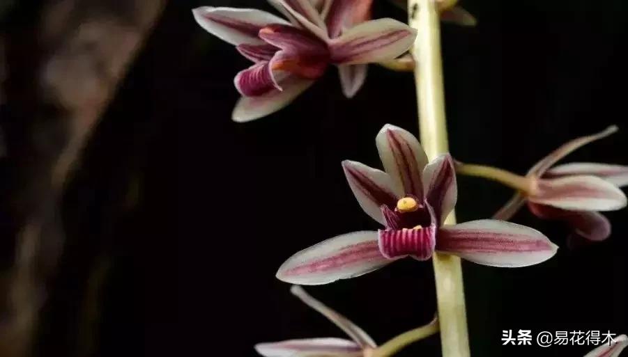 硬叶兰与纹瓣兰哪个贵,兰花老品种出艺莲瓣兰