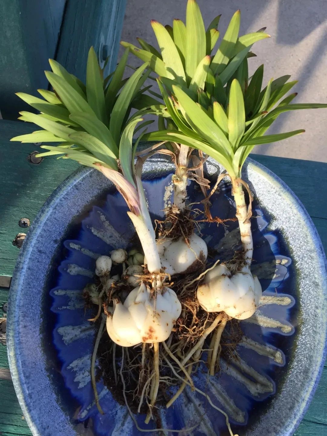 百合开败了怎么可以继续开花,盆栽百合开败了多久才能再发芽