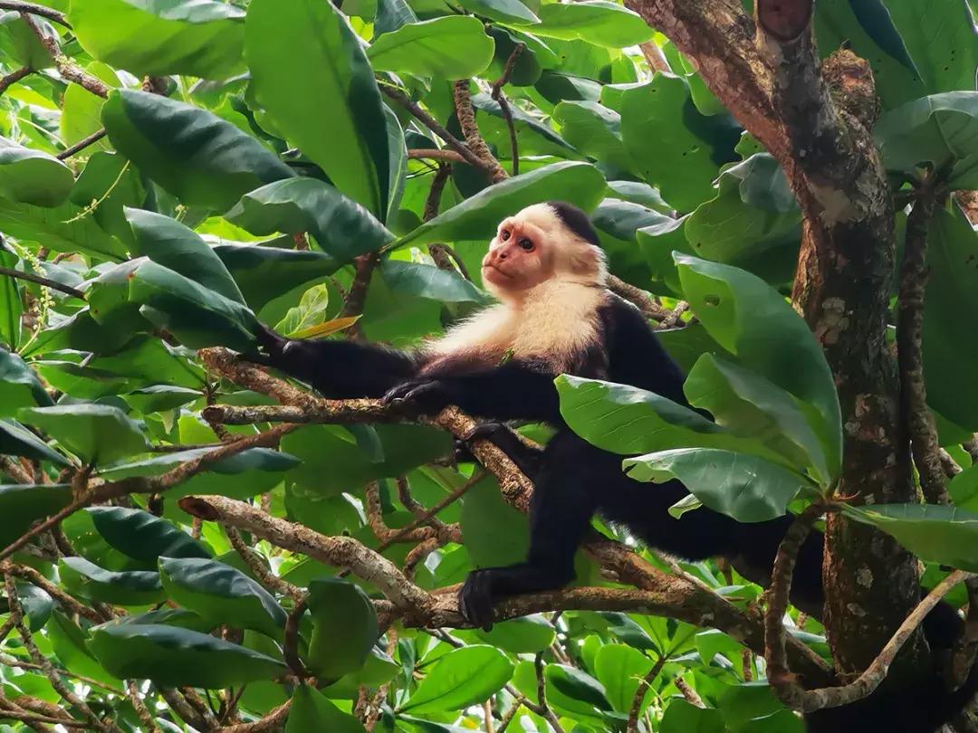 华为p30的镜头模组叫什么,华为p30镜头是蓝宝石的吗