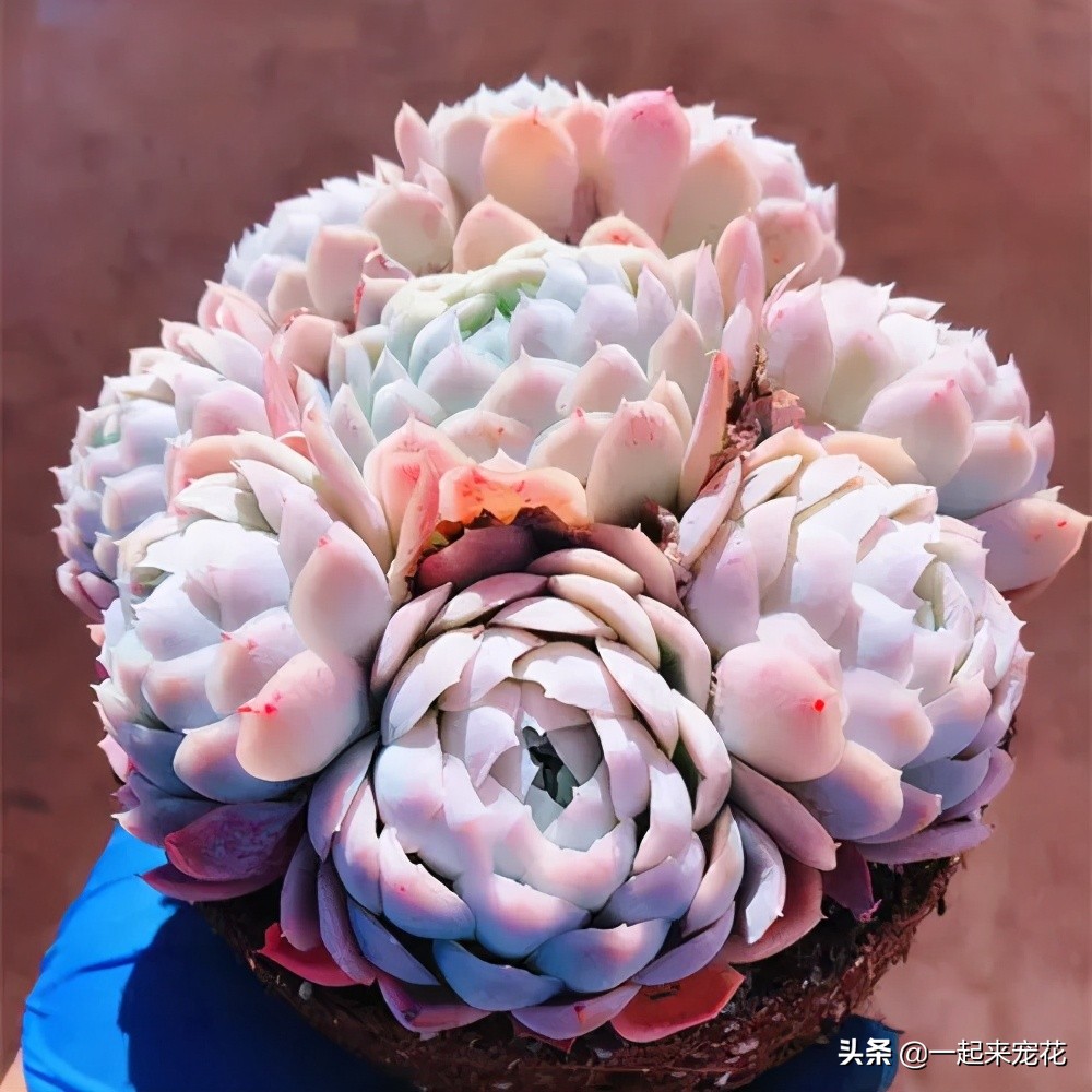 夏天怎么把冰莓多肉种成活,多肉冰莓适合深盆还是浅盆