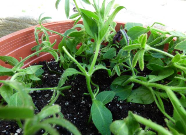 剪个花枝就能开花的植物,枝条就能存活的盆栽植物