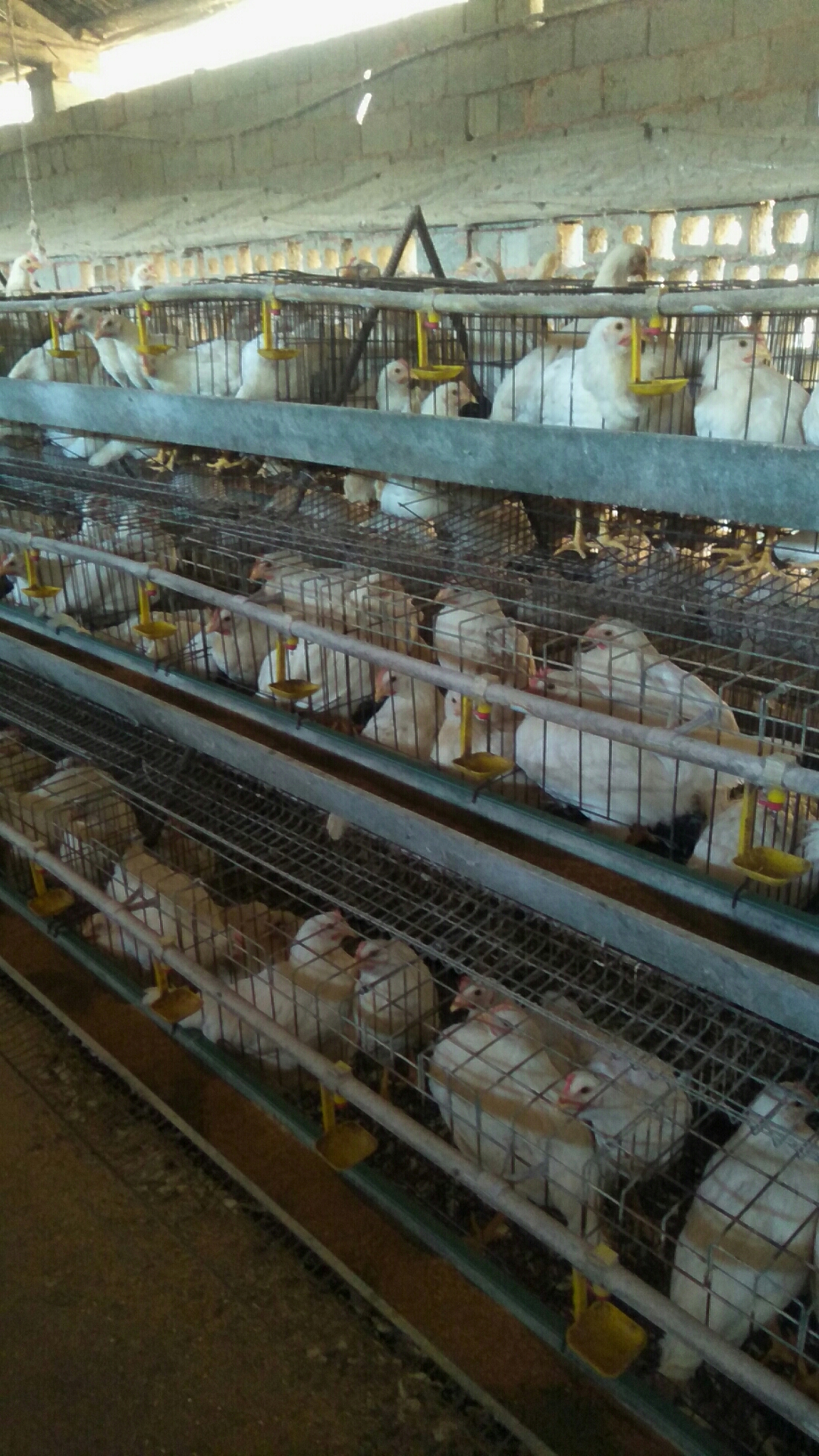 小鸡眼睛肿是什么原因引起的,小鸡眼睛肿胀是什么原因