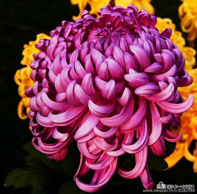 重阳节菊花诗词赏析,重阳节咏菊花的诗句