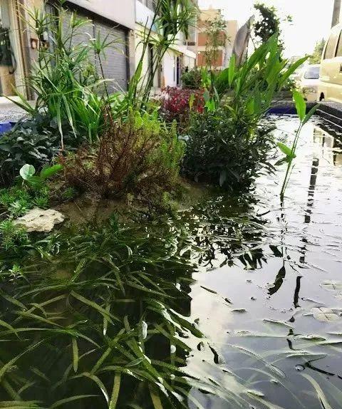 鱼池如何改导致花池,花池改鱼池如何做过滤