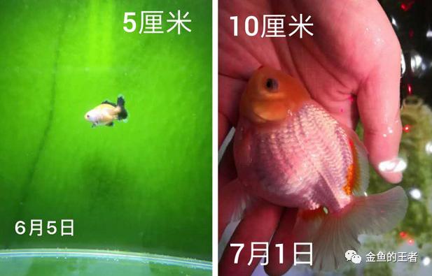 养功考试1个月，20条鱼的前后成长对比，变化太惊艳了