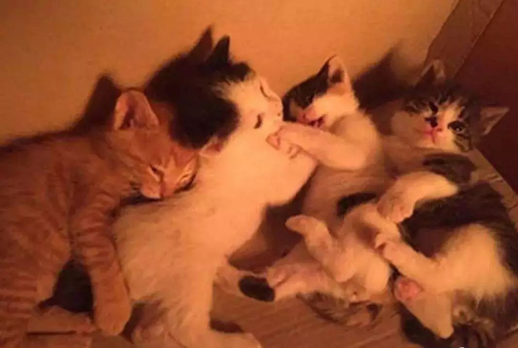 猫咪起名的三点技巧，主人正确取名更有利于爱猫与自己的情感交流