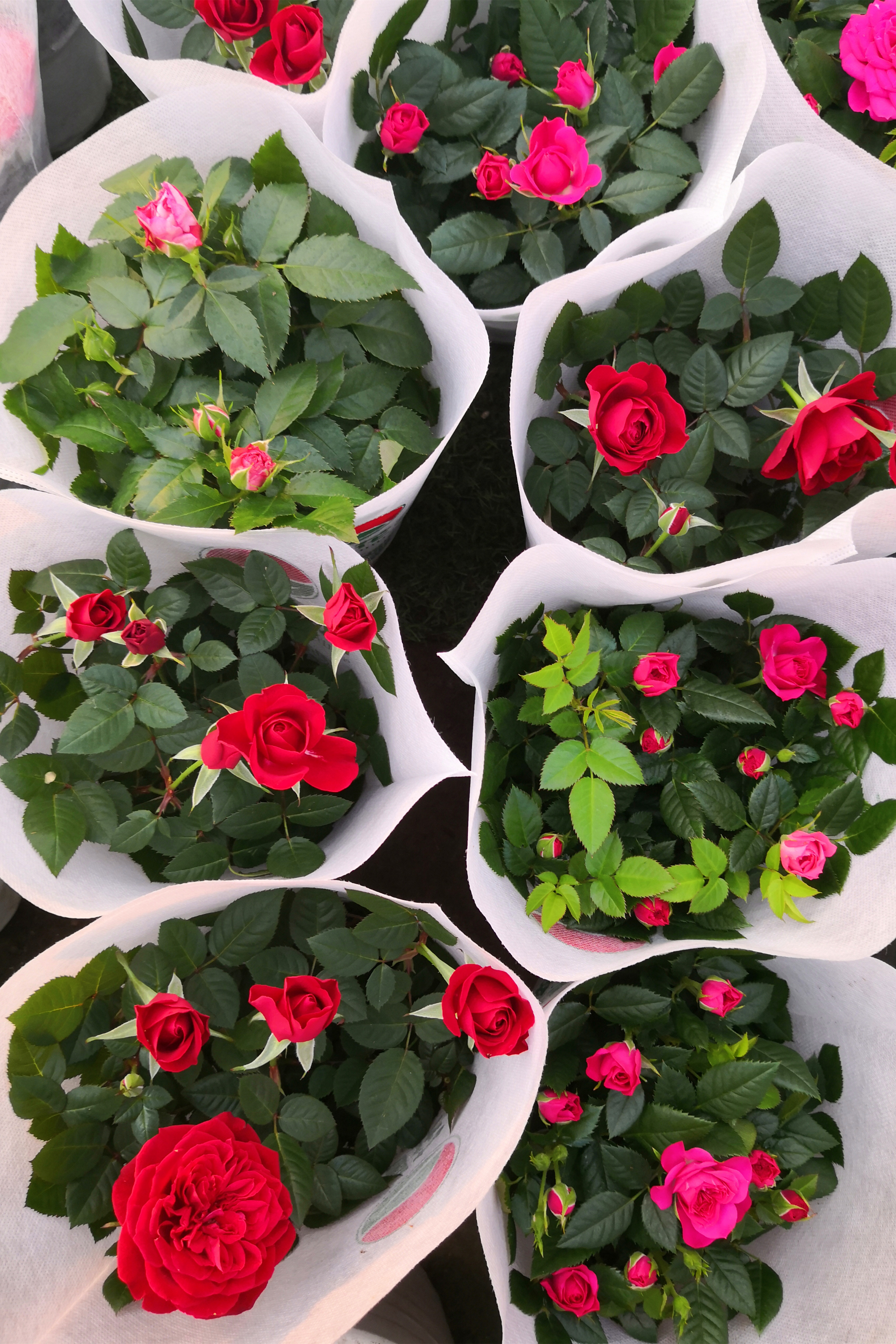 东营最大的花卉批发市场在哪里,东营地区哪里有花卉市场