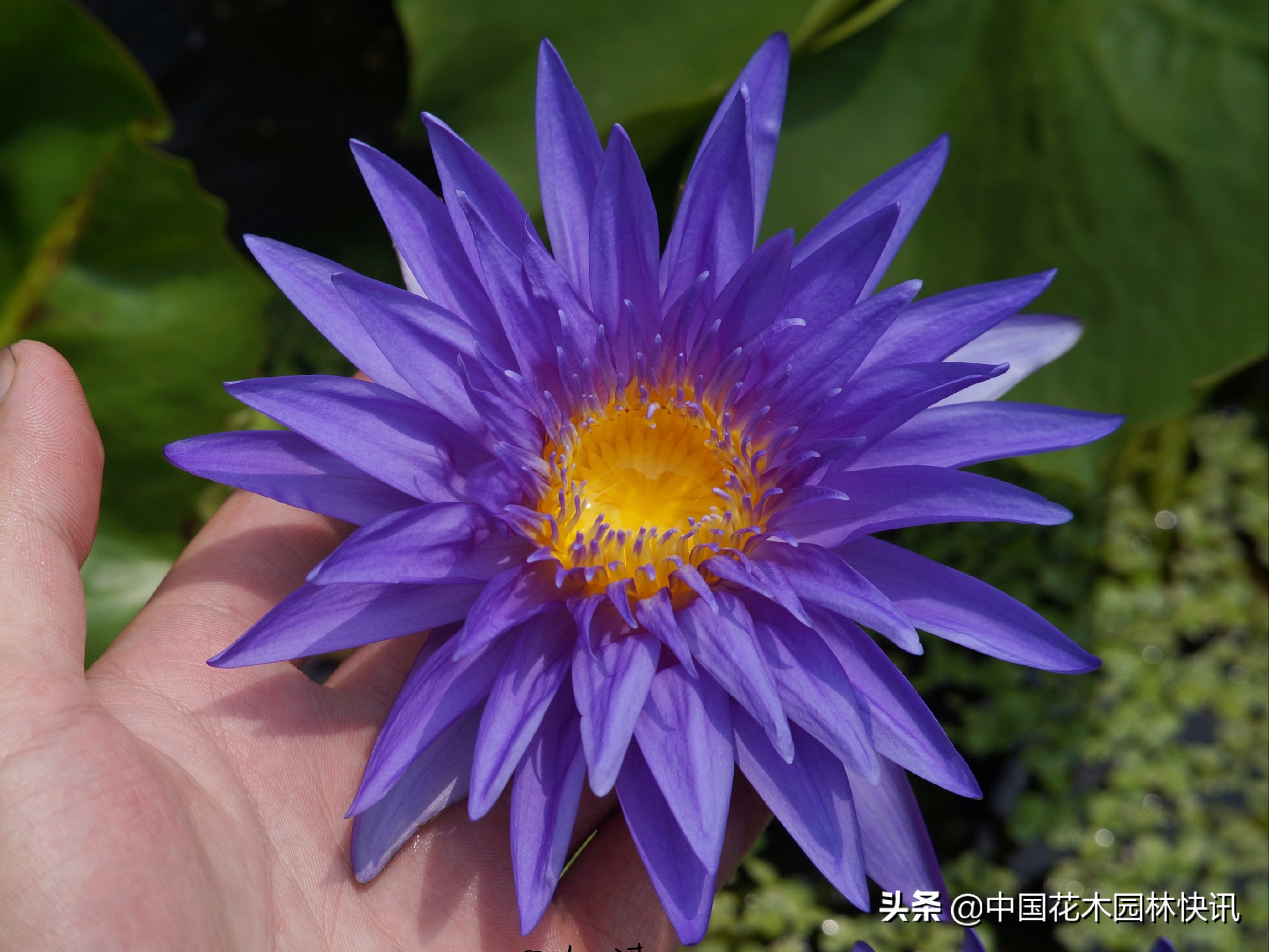 广西青年韦家隆：批量育成睡莲风雨兰新品种