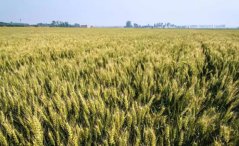 全国各地最全特产,全新疆特产