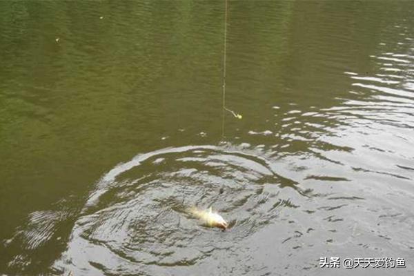钓小鱼可以用珠珠钓法吗,珠珠钓鱼打窝技巧