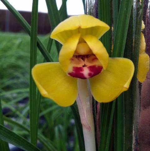 豆瓣兰养护方法,豆瓣兰深养还是浅养