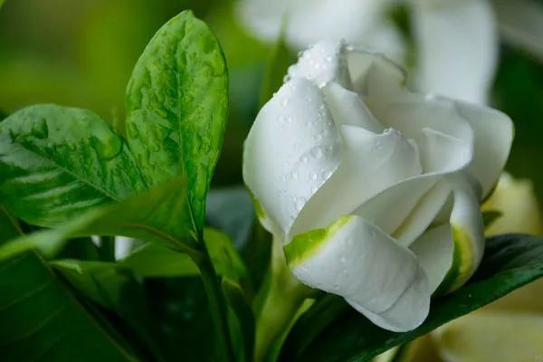 水培栀子花花苞发黑掉落怎么回事,水培栀子花的养殖方法及注意事项