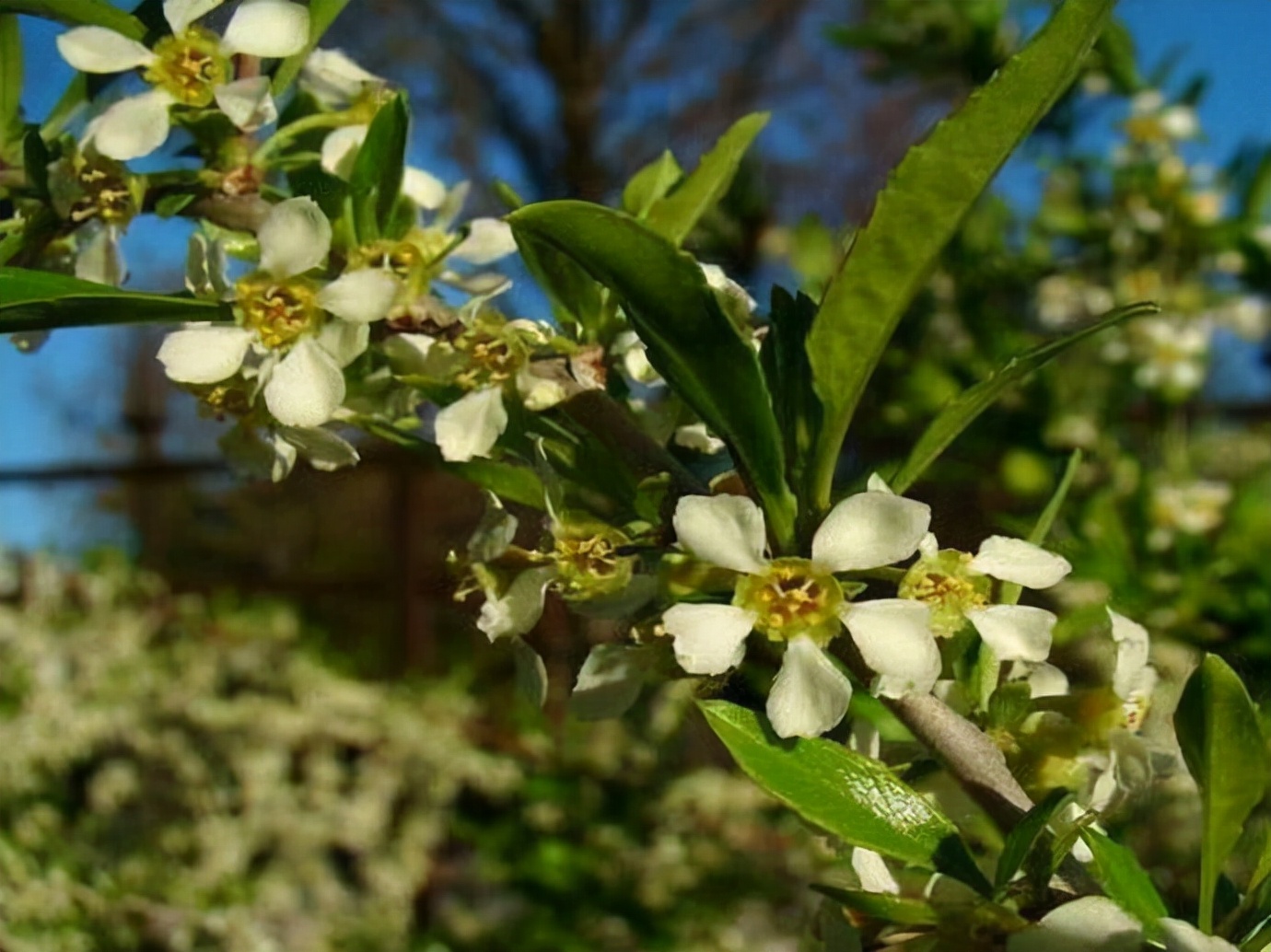 娌讳钩鑵哄寲鐥扮殑涓嵂鑽柟,浜斿懗瀛愭不涔宠吅鐐庣殑涓嵂