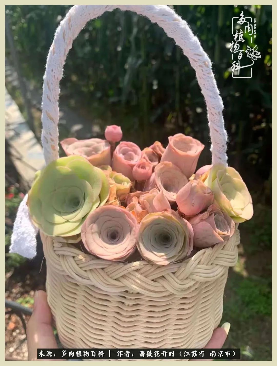 又见颜的妩媚，色的诱惑！这些山地玫瑰礼盒惊艳了眼眸