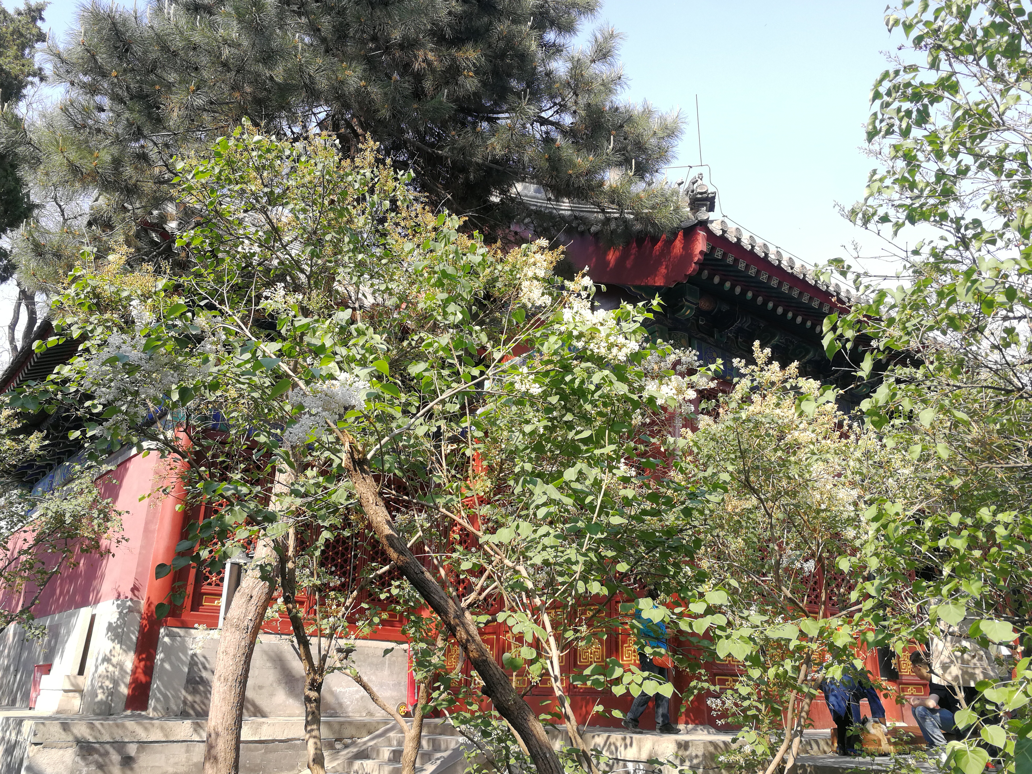 法源寺散文,散文丁香花邂逅法源寺