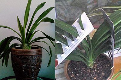 君子兰怎么养最好看看专家怎么说,最贵君子兰9999万图片