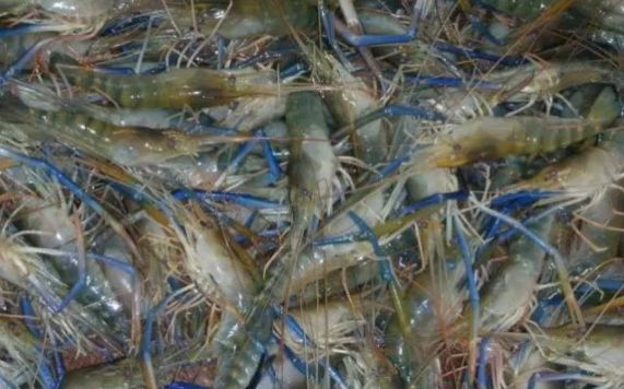 哪种虾易养殖价格又高,6元一斤虾的养殖方法