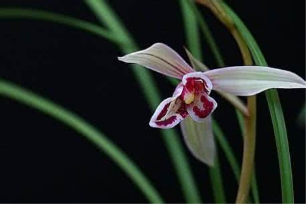 兰花有多少个品种哪些品种好看,兰花十大名贵品种有哪些