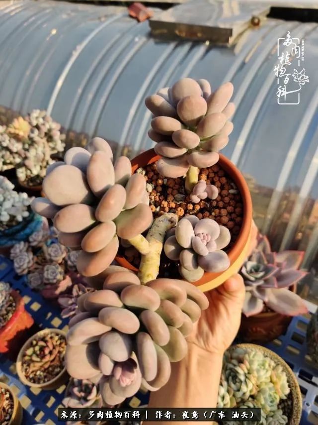 广东春天多肉图片大全,这个季节的多肉状态是最美的