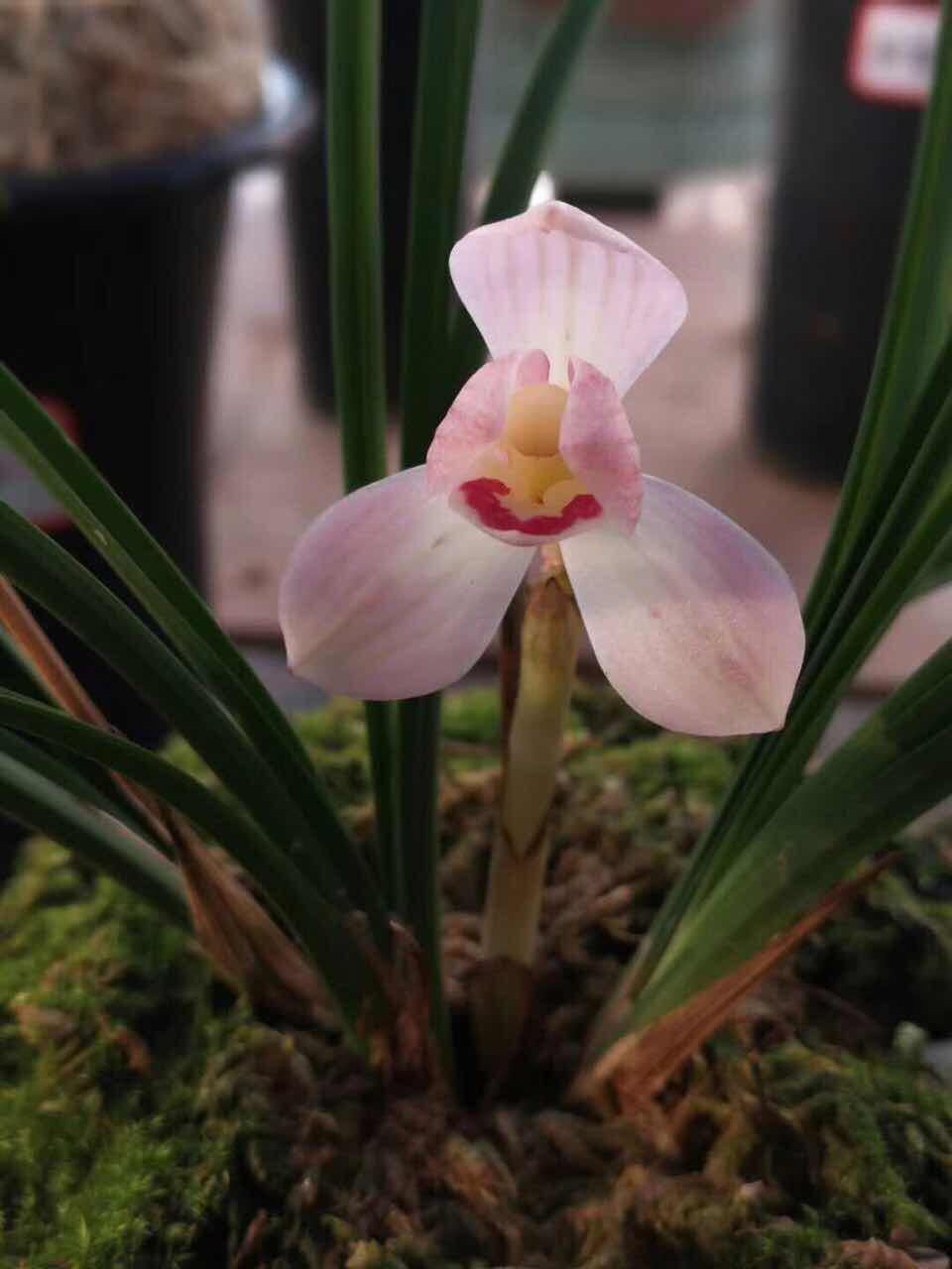 莲瓣兰五彩蝶品种简介,莲瓣兰大雪素有几个品种