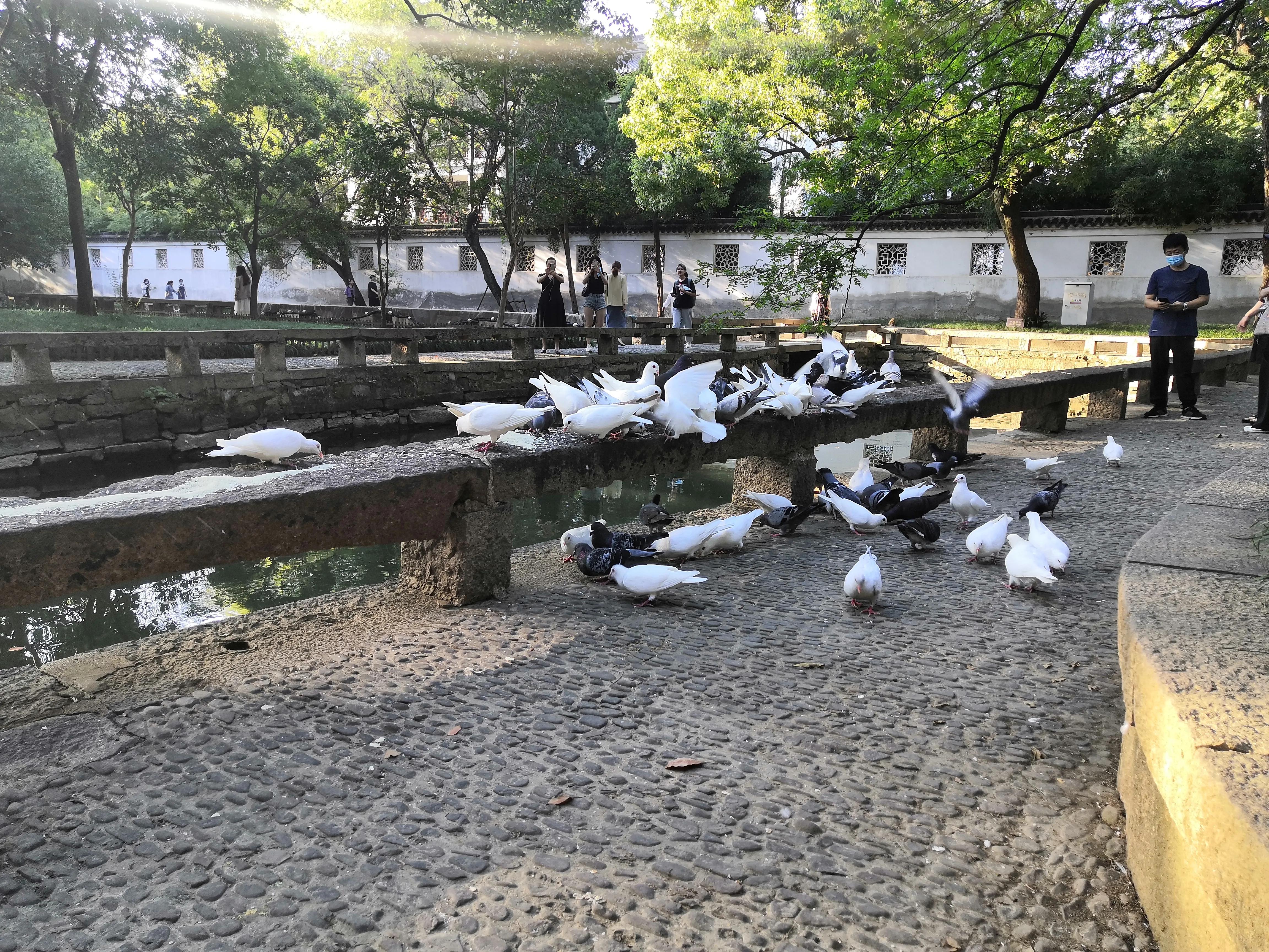 苏州西园寺值得一去吗,苏州西园寺旅游攻略