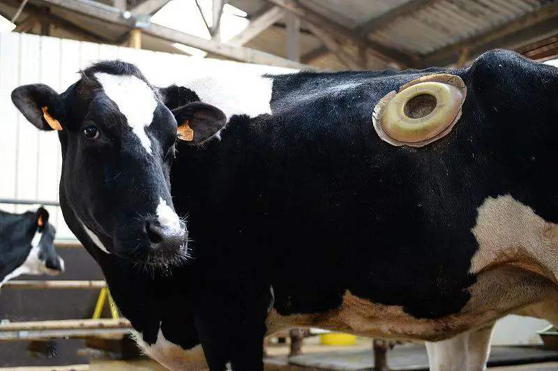 美国奶牛肚子留洞起什么作用,奶牛肚子为什么掏一个洞