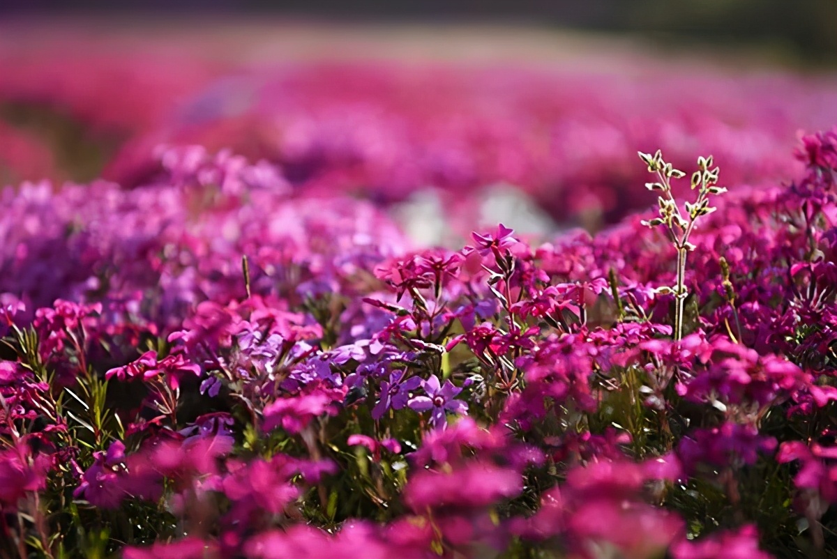 长三角城市群最佳旅游线路,长三角示范区旅游详细攻略