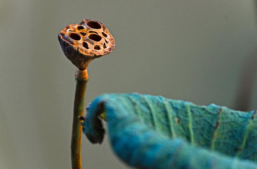 描写枯荷的诗词,关于枯荷诗句