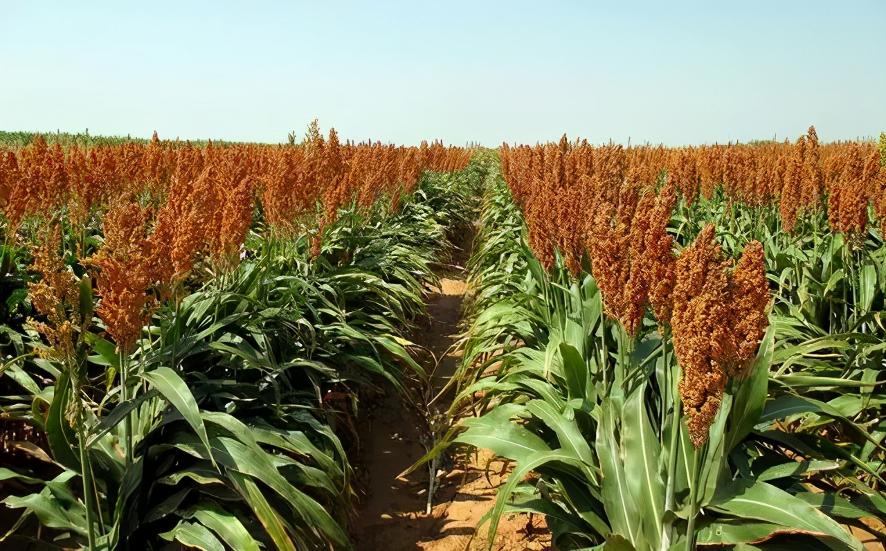 高粱全世界都有吗,各种高粱的认识