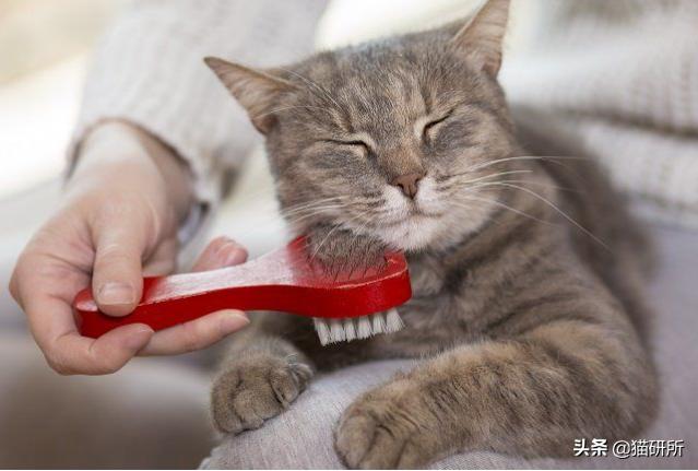 气温骤降猫咪拉软便,预防猫咪应激